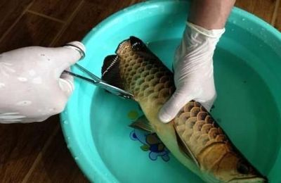 龍魚麻醉后鱗片變色了怎么回事：龍魚麻醉后鱗片變色怎么辦