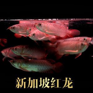 新加坡號(hào)半紅龍魚(yú)（練手級(jí)紅龍魚(yú)）：如何辨別新加坡號(hào)半紅龍魚(yú)