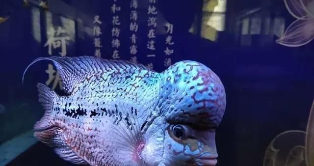 不同色溫?zé)艄鈱?duì)魚(yú)體色的影響：不同色溫的燈光對(duì)魚(yú)體色的影響 龍魚(yú)百科 第1張