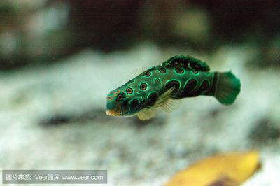 龍魚(yú)腹下黑色：如何去除魚(yú)腹黑色膜 龍魚(yú)百科 第3張