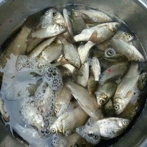 龍魚(yú)翹嘴怎么辦才能釣：翹嘴魚(yú)路亞釣法實(shí)戰(zhàn)經(jīng)驗(yàn),翹嘴魚(yú)夜釣策略解析 龍魚(yú)百科 第4張