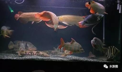 龍魚缸開缸新濾材需要消毒嗎：新購(gòu)買的魚缸濾材是否需要消毒 龍魚百科 第3張