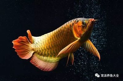 金龍魚和紅龍魚哪個(gè)招財(cái)：金龍魚和紅龍魚在風(fēng)水學(xué)中被認(rèn)為都有助于招財(cái)和招財(cái) 龍魚百科 第4張