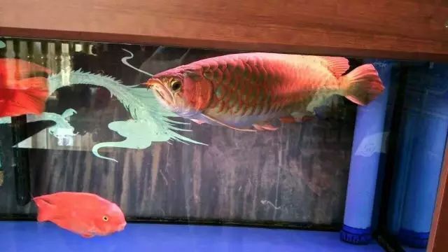 龍魚(yú)鑒別特征有哪些方法：如何鑒別龍魚(yú)的品相 龍魚(yú)百科 第5張