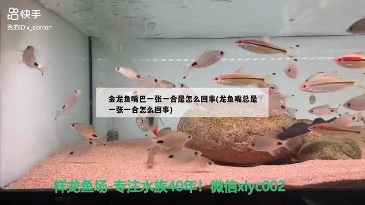 龍魚嘴巴一張一合什么原因：龍魚嘴巴一張一合的原因 龍魚百科 第2張