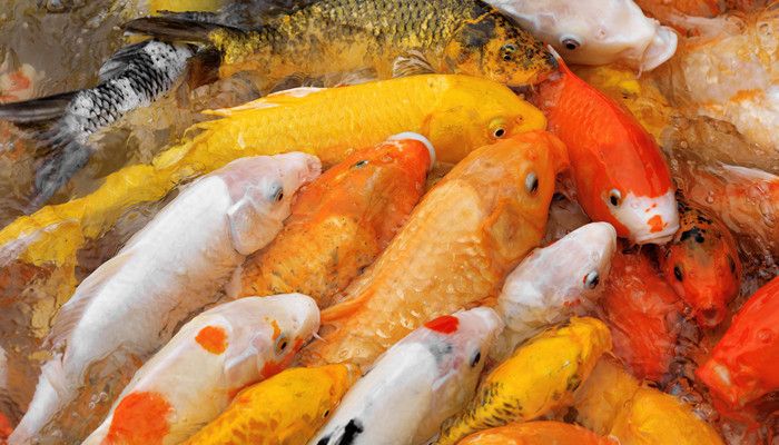 紅龍魚飼料推薦：如何選擇紅龍魚飼料 龍魚百科 第5張