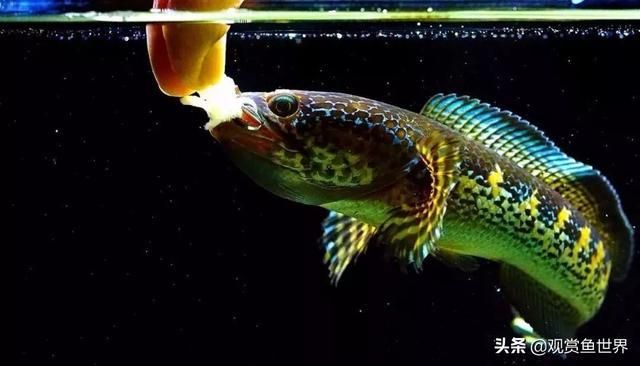 夢幻雷龍魚最大能長多少米：夢幻雷龍魚最大體長可能在30厘米到60厘米之間 龍魚百科 第2張