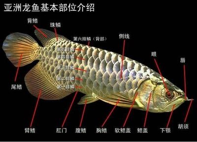 龍魚的胡須斷了還能長出來嗎圖片視頻：如何判斷龍魚胡須是否能再生 龍魚百科 第4張