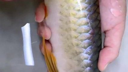 龍魚有寄生蟲怎么治療好：龍魚寄生蟲治療方法 龍魚百科 第5張