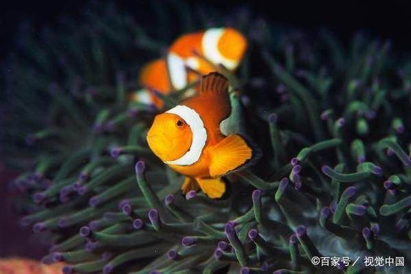 龍魚蒙眼了：龍魚蒙眼了怎么辦 水族問答 第2張