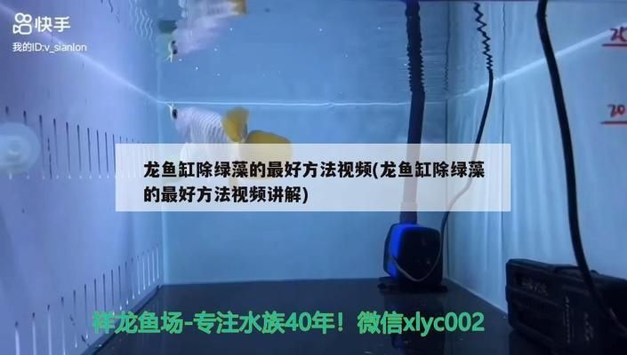 龍魚缸除綠藻的最好方法：綠藻爆發(fā)對(duì)龍魚健康的影響，魚缸光照控制技巧分享 龍魚百科 第2張