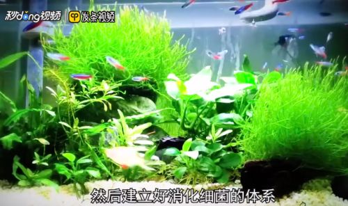 龍魚缸除綠藻的最好方法：綠藻爆發(fā)對(duì)龍魚健康的影響，魚缸光照控制技巧分享 龍魚百科 第3張