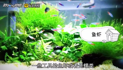 龍魚缸除綠藻的最好方法：綠藻爆發(fā)對(duì)龍魚健康的影響，魚缸光照控制技巧分享 龍魚百科 第5張