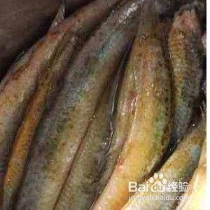 龍魚(yú)喂整條泥鰍：喂龍魚(yú)吃泥鰍需要注意消毒處理、消毒處理、消毒處理 龍魚(yú)百科 第5張