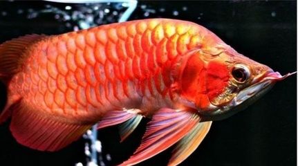 龍魚是哪里產(chǎn)的：亞洲龍魚主要分布在以下幾個地區(qū)，紅龍魚的保護現(xiàn)狀如何