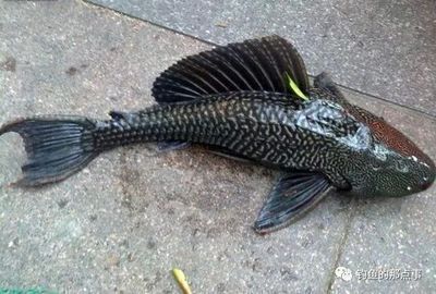 金龍魚到底好不好釣：《天天釣魚》金龍魚釣魚餌料選擇指南 龍魚百科 第4張