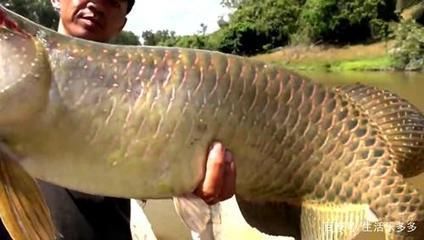 金龍魚到底好不好釣：《天天釣魚》金龍魚釣魚餌料選擇指南 龍魚百科 第5張