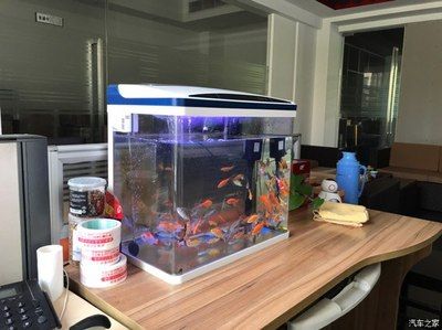 金龍魚可以喂小金魚嗎：如何給金龍魚選擇合適的食物，冷凍小金魚喂養(yǎng)金龍魚的方法 龍魚百科 第2張