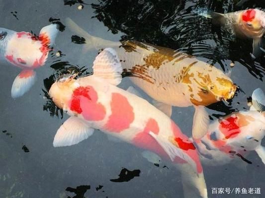 龍魚蒙眼一直不好：關(guān)于龍魚蒙眼的問題 水族問答