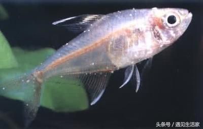 龍魚蒙眼用什么鹽消毒殺菌：龍魚蒙眼怎么辦？ 水族問(wèn)答 第2張