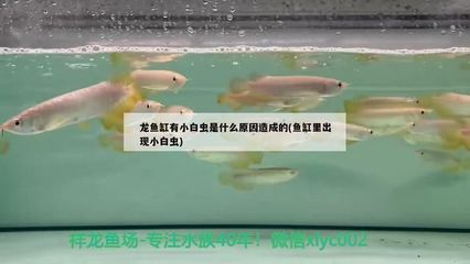 龍魚缸長白蟲怎么辦：龍魚缸中出現(xiàn)長白蟲時(shí)應(yīng)先進(jìn)行手動(dòng)或使用漁撈工具清理缸壁