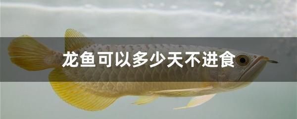 龍魚不吃東西了能活多久視頻 龍魚百科 第3張