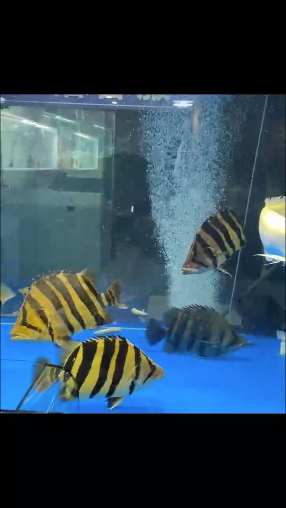 虎魚：蘇門答臘虎魚印尼三紋虎魚泰虎5-50公分 觀賞魚論壇