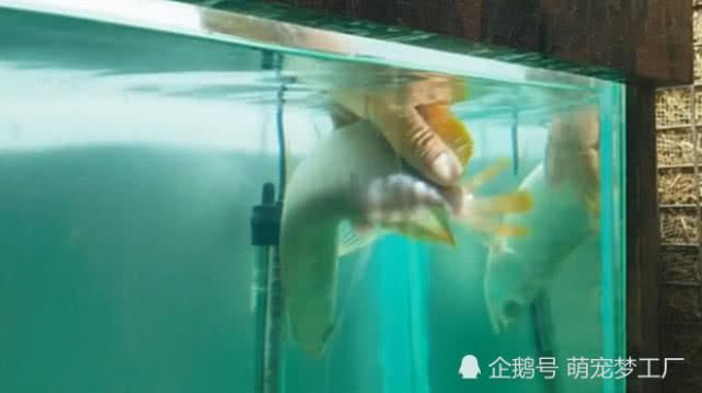 龍魚游泳搖搖晃晃：龍魚游泳搖搖晃晃可能由多種因素引起龍魚游泳不穩(wěn)定 龍魚百科 第5張