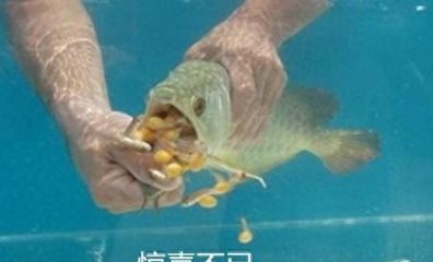 龍魚換水溫差多少：龍魚換水操作步驟詳解 龍魚百科 第5張