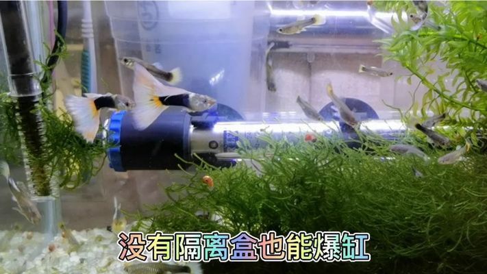 孔雀龍魚繁殖水草種類推薦：孔雀龍魚繁殖缸布局技巧 龍魚百科 第1張