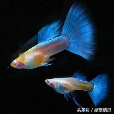 孔雀龍魚繁殖水草種類推薦：孔雀龍魚繁殖缸布局技巧 龍魚百科 第3張