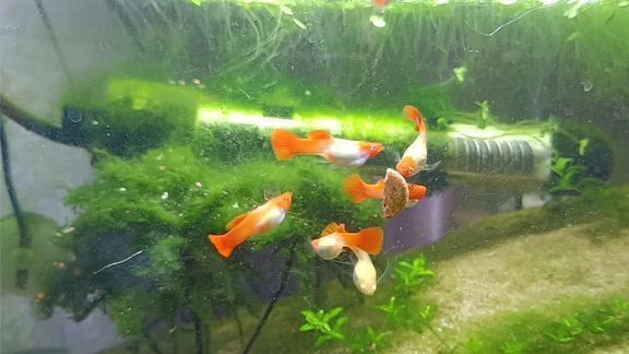 孔雀龍魚繁殖水草種類推薦：孔雀龍魚繁殖缸布局技巧 龍魚百科 第2張