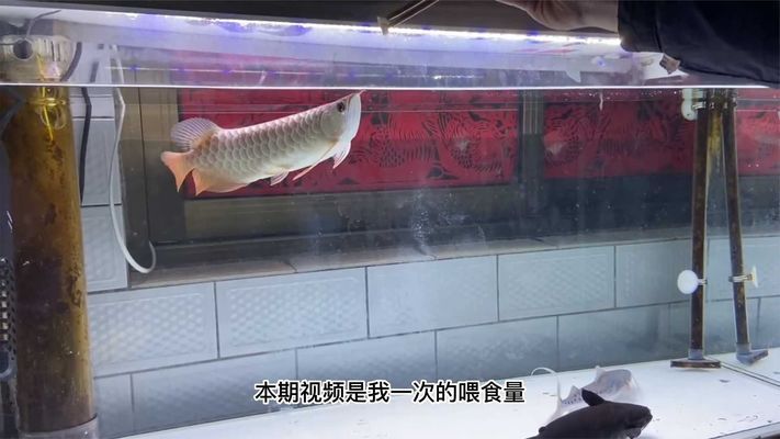 龍魚怎樣喂食河蝦：龍魚喂食河蝦時需注意其食物來源和處理方式以保證水質(zhì)的清潔和健康 龍魚百科 第3張