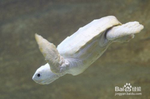 龍魚苗哪里有賣呀：如何鑒別龍魚苗的健康狀況， 水族問(wèn)答 第2張