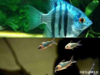 龍魚(yú)游到魚(yú)缸底部了：如何判斷龍魚(yú)是否受到驚嚇 龍魚(yú)百科 第5張