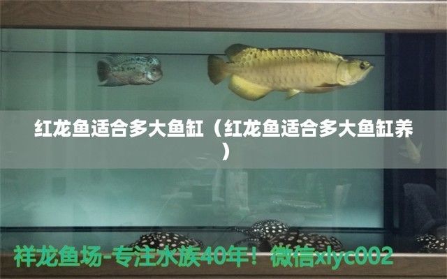 紅龍魚(yú)買多大的好：如何選擇合適大小的紅龍魚(yú)