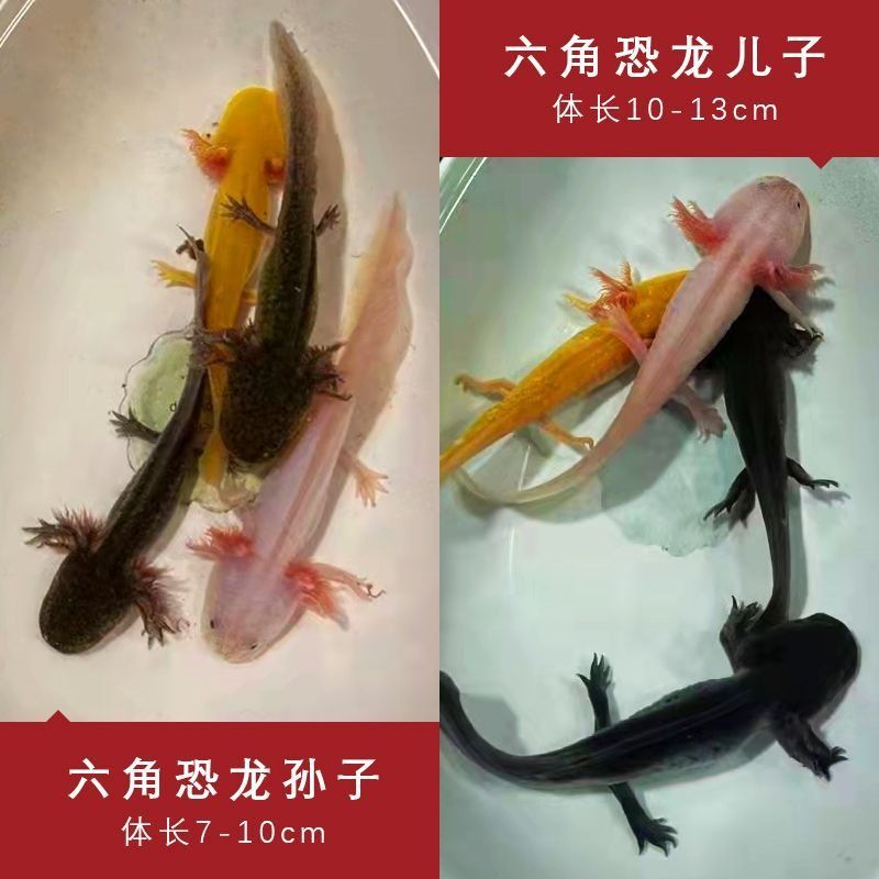 六角恐龍魚喂活魚：六角恐龍魚以活魚為食，飼養(yǎng)者需要注意避免過度擁擠 龍魚百科 第3張