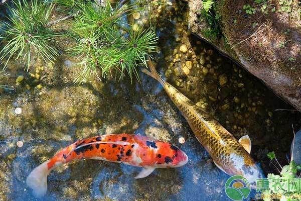 龍魚名言：龍魚名言的含義 水族問答 第1張