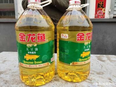 北京買金龍魚去哪里買：北京金龍魚市場價格對比金龍魚健康選購指南