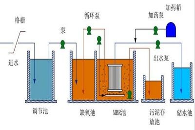 龍魚母的比公的好看：龍魚母的繁殖季節(jié)是怎樣的， 水族問答 第2張