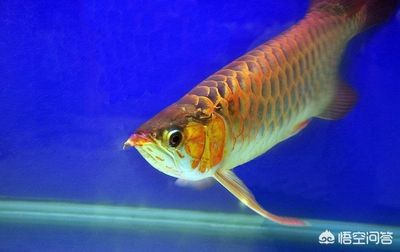 龍魚(yú)如何打撈：龍魚(yú)打撈紗布使用技巧和注意事項(xiàng)和注意事項(xiàng)