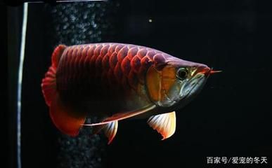 龍魚如何打撈：龍魚打撈紗布使用技巧和注意事項(xiàng)和注意事項(xiàng) 龍魚百科 第3張