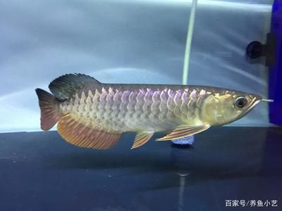 龍魚品種太多如何區(qū)分好壞：如何區(qū)分龍魚品種 龍魚百科 第5張