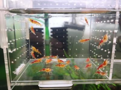 金龍魚怎樣養(yǎng)上色快又好看：如何讓金龍魚快速上色并保持健康 龍魚百科 第1張