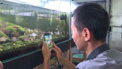 龍魚哪種最貴最好看的魚缸：如何選擇龍魚魚缸？ 水族問(wèn)答 第1張