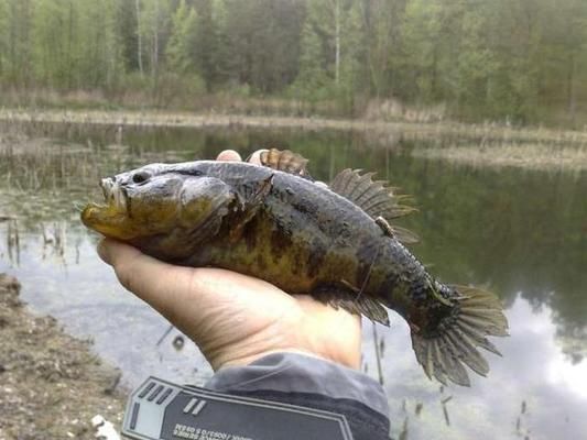 龍魚能養(yǎng)多久：關(guān)于龍魚的問題 水族問答 第1張