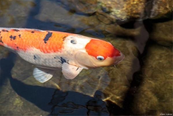 龍魚能養(yǎng)幾年不死：龍魚的壽命是否受到水質、食物和其他因素影響 水族問答 第2張