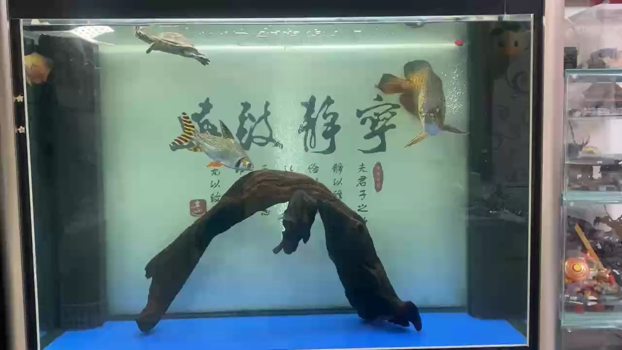 周末換水：養(yǎng)魚耽誤的建筑師評論：木頭不錯 觀賞魚論壇