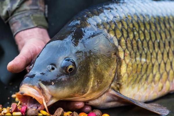 龍魚(yú)趴缸的原因和處理方法是什么：龍魚(yú)為什么趴在缸底不動(dòng)？ 水族問(wèn)答 第2張