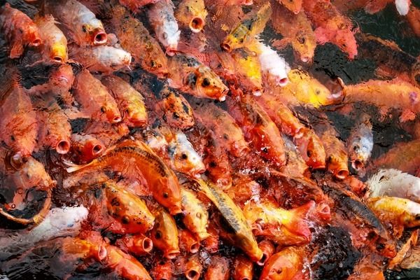 龍魚趴缸人一過去就起來吃食正常：為什么龍魚在人們接近時(shí)會(huì)突然跳起來進(jìn)食？ 水族問答